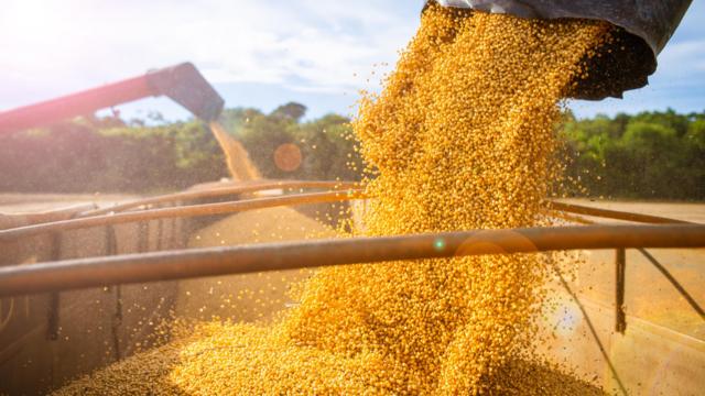 Soja sendo despejadapixbet aposta gratiscaminhão