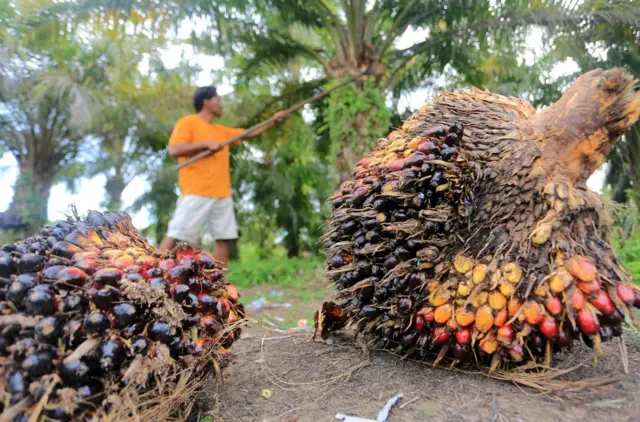 Petani memetik tanda buah segar (TBS) kelapa sawit saat panen di area perkebunan kelapa sawit miliknya di Desa Suak Raya, Johan Pahlawan, Aceh Barat, Aceh, Selasa (23/9/2025).
