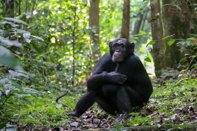 Chimpanzé sentado em meio a floresta