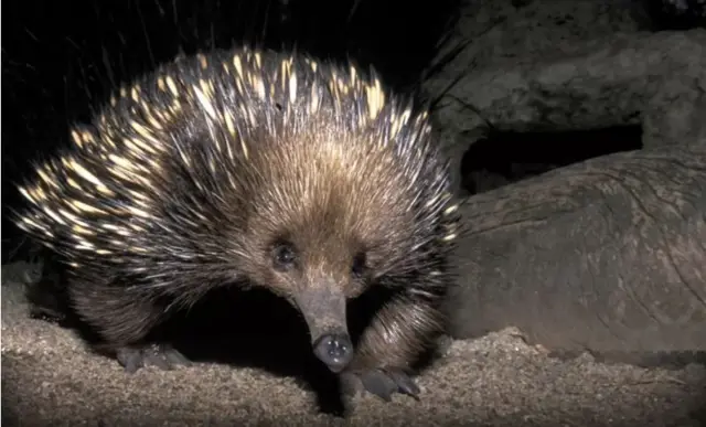 ఎకిడ్నా