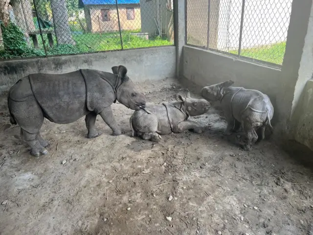 गैँडाका केटाकेटी