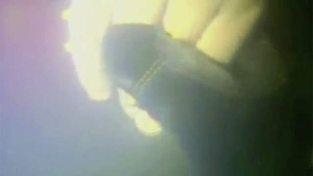 Uma câmera subaquática capturou o momentopalpites fluminense x palmeirasque o mergulhador Nicolaas van Heerden pegou a mãopalpites fluminense x palmeirasHarrison