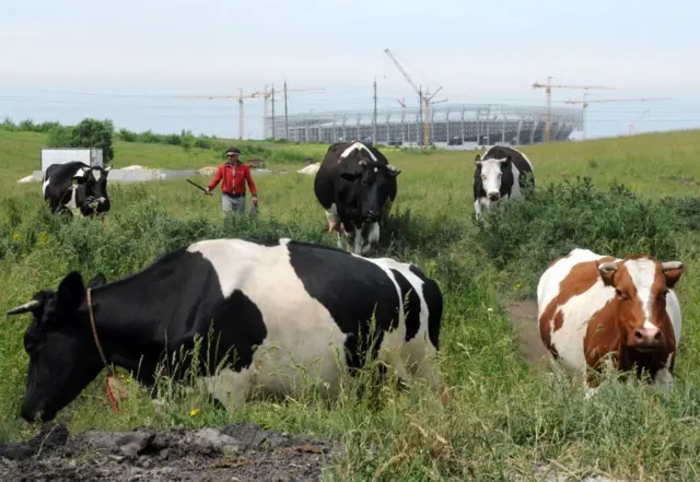 Ukrayna'da Lviv yakınlarında büyük baş hayvancılı