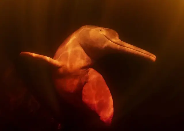 Le dauphin rose d'Amazonie