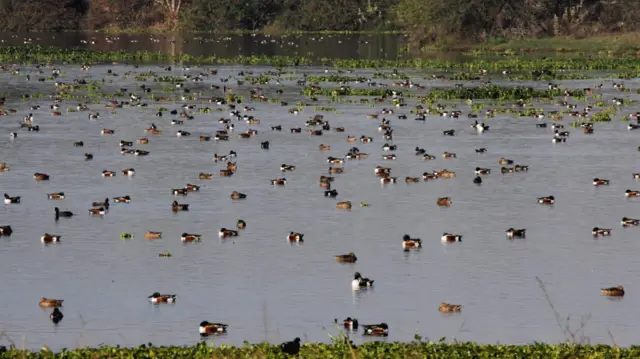 ઇશ્વરીયા તળાવમાં જળકુંભી વચ્ચે તરી રહેલ ગયણા બતકોની ફેબ્રુઆરી, 2014માં લેવાયેલી તસ્વીર. જળકુંભી આવી જતા મધ્ય અને પૂર્વ એશિયાથી આવતી આ યાયાવર બતકો ઇશ્વરીયામાં હવે ઓછી દેખાય છે તેમ અશોક મશરૂ કહે છે.
