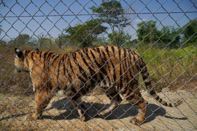 captive tiger