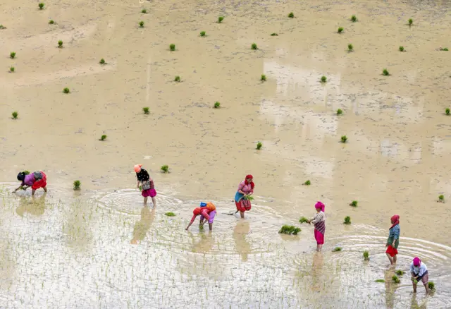 धान दिवस 