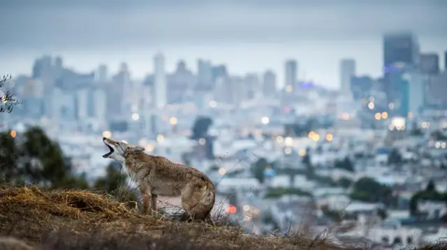 Naman dawa a birnin San Francisco, California. 