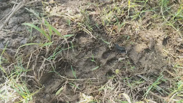 राजस्थान के उदयपुर में तेंदुए का हमला