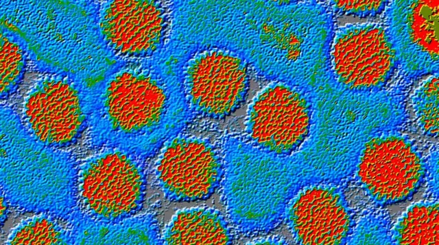 С витаминин дозалап алуу сасык тумоо менен күрөшүүгө да жардам бере албайт