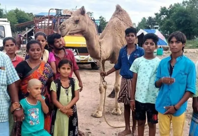 சர்க்கஸ் ஒட்டகம் 