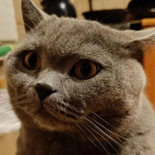 Кот, Конотоп