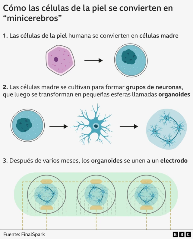 Gráfico que muestra cómo las celulas de la piel se convierten en "minicerebros" 
