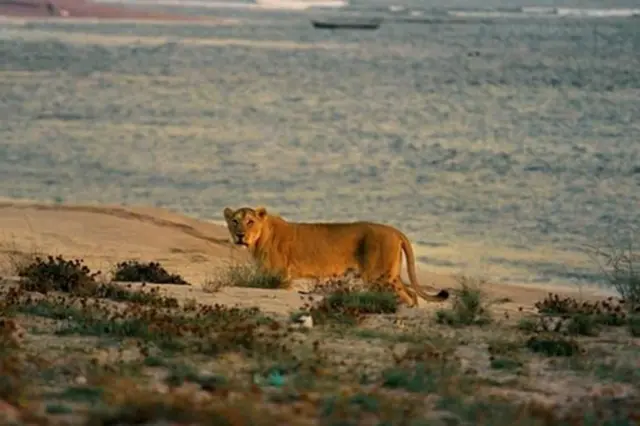 નામીબિયાના રણપ્રદેશા સિંહો, સીલ માછલીનો શિકાર, ગીરના સિંહો દરિયાઈ જીવોનો શિકાર, રણ પ્રદેશના સિંહો દ્વારા દરિયાઈ શિકાર, બીબીસી ગુજરાતી આંતરરાષ્ટ્રીય સમાચાર, બીબીસી ગુજરાતી ઇન્ટરનેશનલ ન્યૂઝ