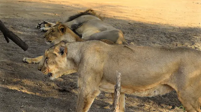 બીબીસી ગુજરાતી સિંહ ગીર અભયારણ્ય પર્યાવરણ જૂનાગઢ સિંહબાળ