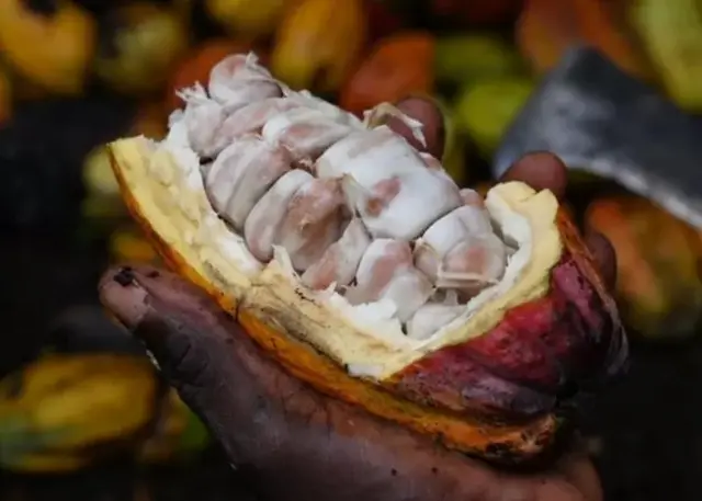 Le cacao