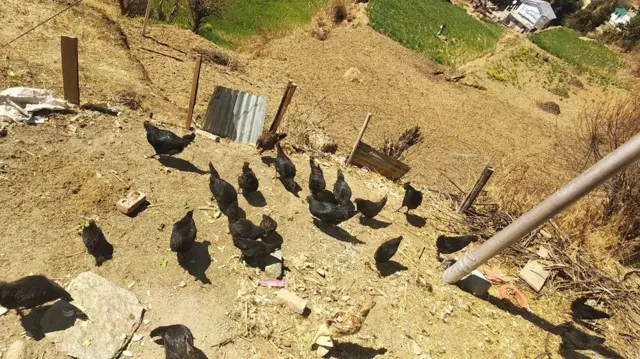 கடக்நாத் கோழி vs நாட்டுக் கோழி