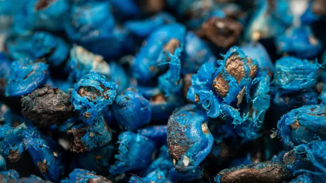 Około trzydziestu jasnoniebieskich nasion w ekstremalnym zbliżeniu. Niektóre z nich mają odsłonięte brązowe obszary, ale nie wszystkie mają jednolity kształt.
To gatunek Ravenala agathea.