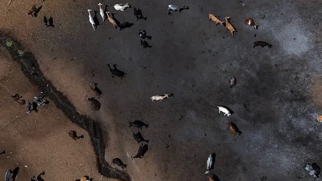 Vista aérea de cabras sobre tierras sin ninguna cobertura vegetal y de color ennegrecido