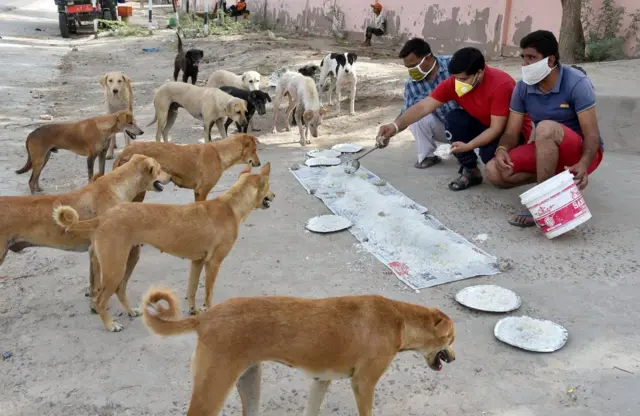 आवारा कुत्ते