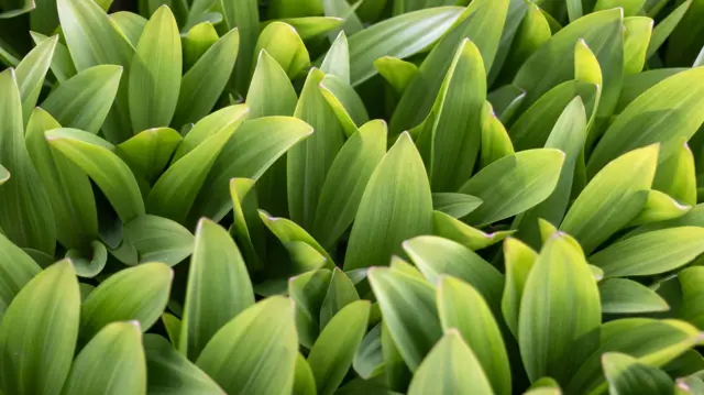 Листя пізньоцвіту зазвичай жорсткіші і більші, ніж у черемши, та не мають характерного часникового запаху 