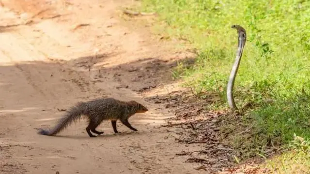 పాము, ముంగిస