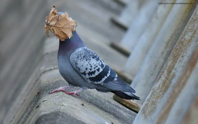 ‘ኣነስ ፈጣሪ ባዕሉ ከዊሉኒ!’