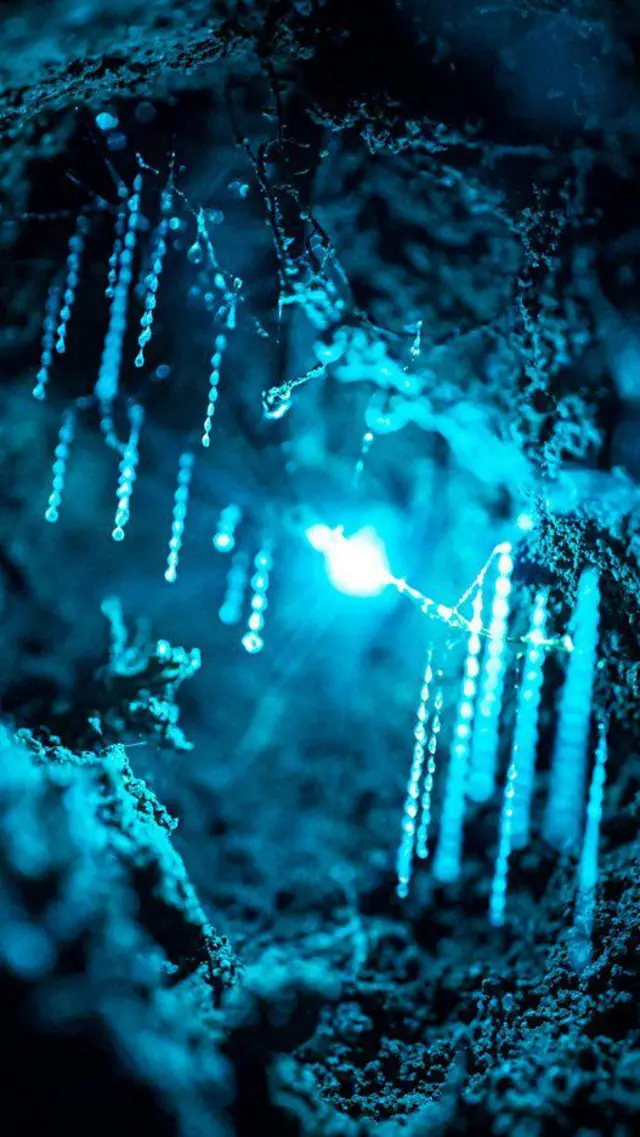 Imagem noturna de criaturas bioluminescentes na Austrália, na forma de luzes azuis