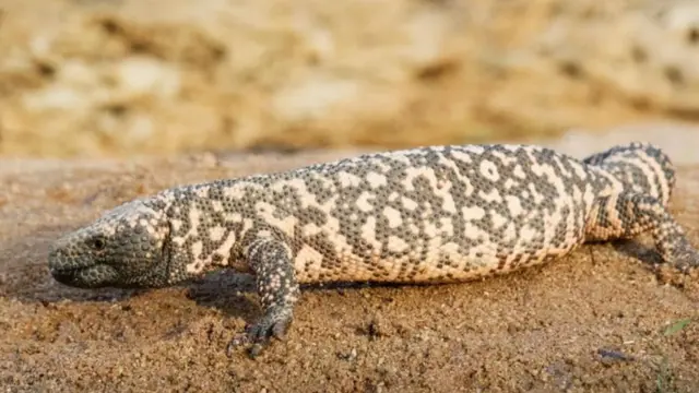 مارمولک سمی هیلا - Gila