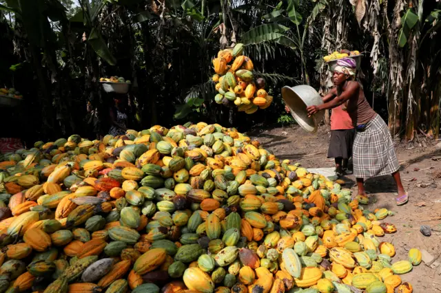 Mulher despeja bacia com cacau sobre pilha de frutos acumulados