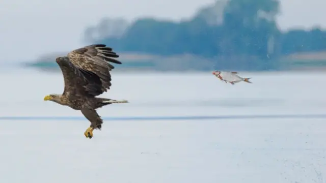 تعویض نقش غیر منتظره