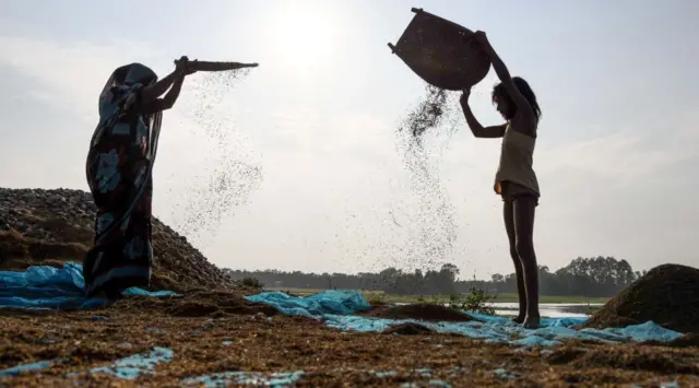ধানের আর্দ্রতা ১৪ শতাংশের বেশি থাকলে তা কৃষকদের কাছ থেকে কিনে নেয় সরকার।