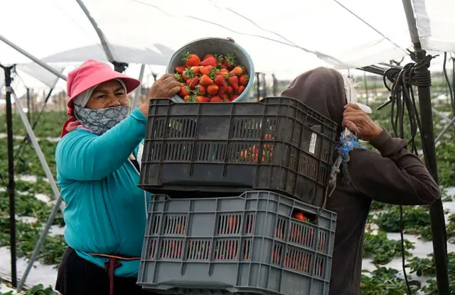 Trabajadores cosechan fresas para ser distribuidas a diferentes estados de México y exportadas a Estados Unidos como uno de los principales cultivos cultivados en Irapuato, estado de Guanajuato, México, el 16 de febrero de 2025. (Foto de Mario ARMAS / AFP) (Foto de MARIO ARMAS/AFP vía Getty Images)