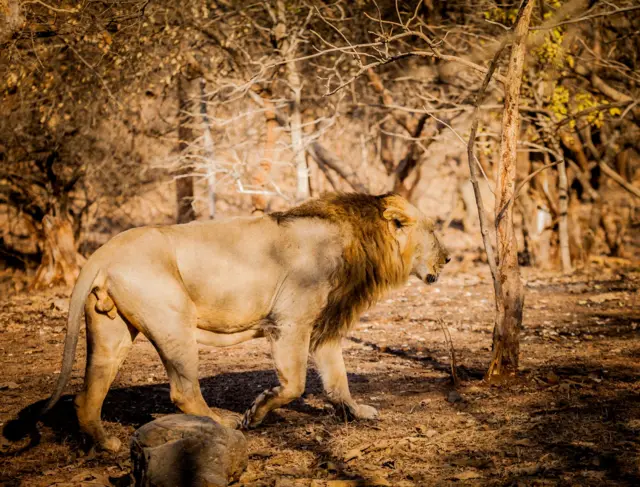 வண்டலூர் உயிரியல் பூங்கா