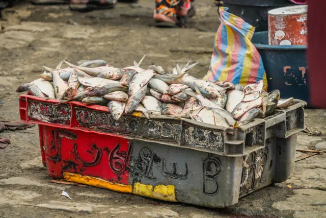 Un bac en plastique rouge et gris débordant de poissons fraîchement pêchés.