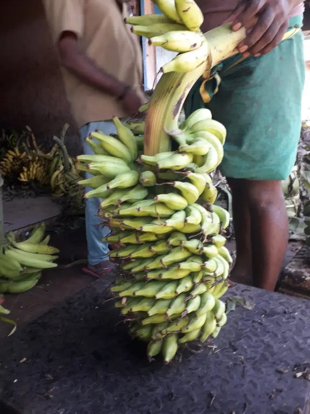 மட்டி வாழை