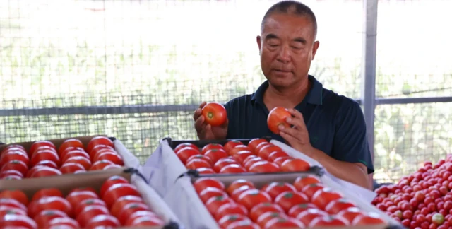 Homem escolhendo tomates