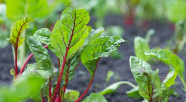 Pazı sebzesi toprakta görülüyor.