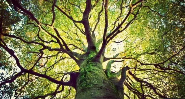 સૂર્યગ્રહણ 