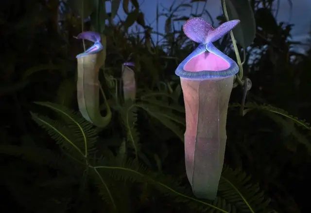 Image représentant une sarracénie fluorescente