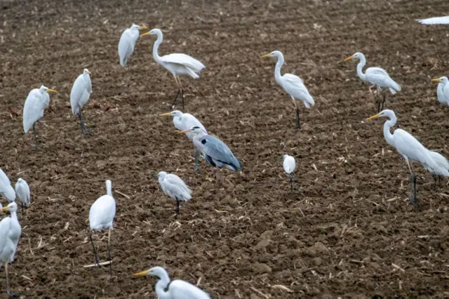 ਜੈਵਿਕ ਵਿਭਿੰਨਤਾ