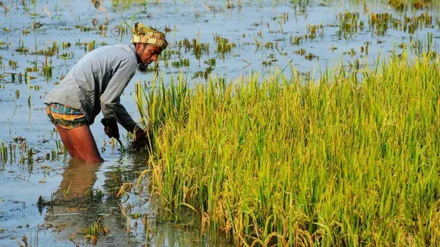 Dans les rizières inondées, les bactéries anaérobies dans le sol se transforment en arsenic en raison du manque d'oxygène.