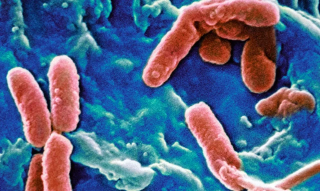 Bactérie Pseudomonas aeruginosa