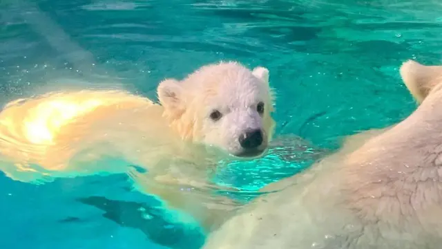 Nur nadando em aquário no Aquário de São Paulo