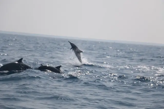 බෝට්ටුව ගමන් ආරම්භ කර පැයක් පමණ ගිය තැන බෝට්ටුවේ සිටි අයෙකු එකවර කලපු ජලය දෙසට දෑස් යොමා "අන්න බලන්න ඩොල්පින්"