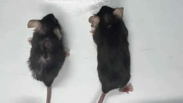 Dos ratones, uno que envejeció normalmente, otro con el fármaco