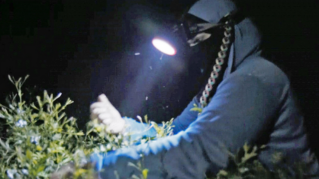 Heba yasemin toplarken