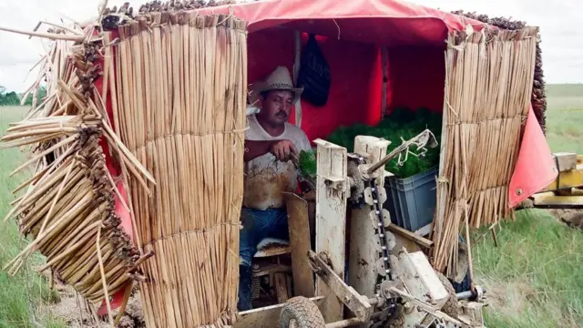 A Gaviotas villager plants pine tree saplings with a machine designed to minimise soil impact