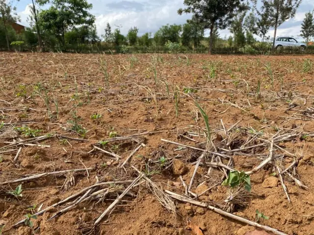 Umurima ubonekamo ibigori byumye. 