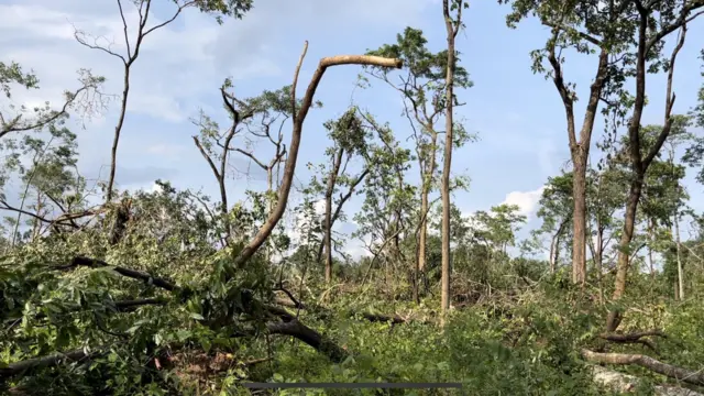 మేడారం, కూలిన చెట్లు, వాతావరణం మార్పులు